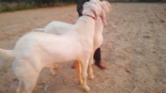 Qurbani ke Liye Bakre for sale/ +03221442364