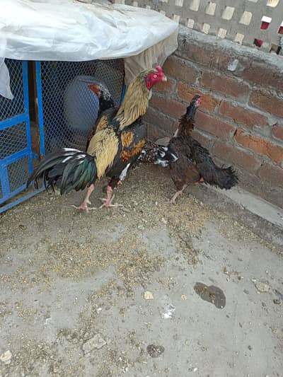 2 aseel hens 1 aseel  maurga