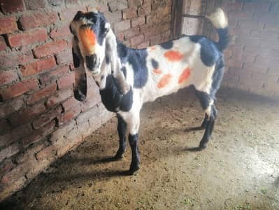 6 beetal bakry for 2026 qurbani