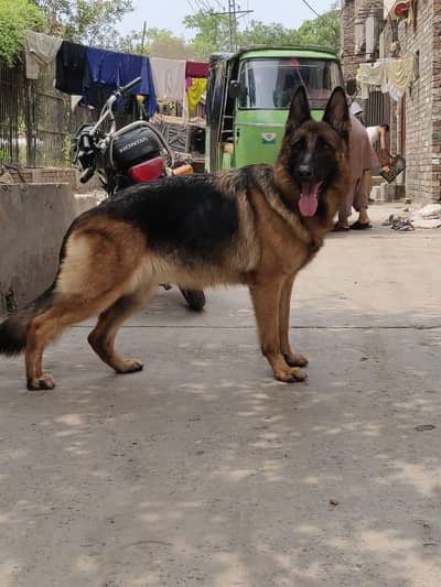 German Shepherd Female