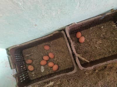 Lohman Brown and Lohman Black