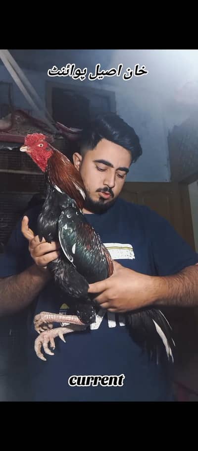 lakha Murga for sale