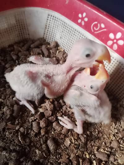 phahri babys 03156376925