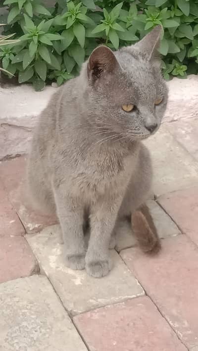 Silver / Grey Female Cat – British Type Look – Golden Eyes – Ready f