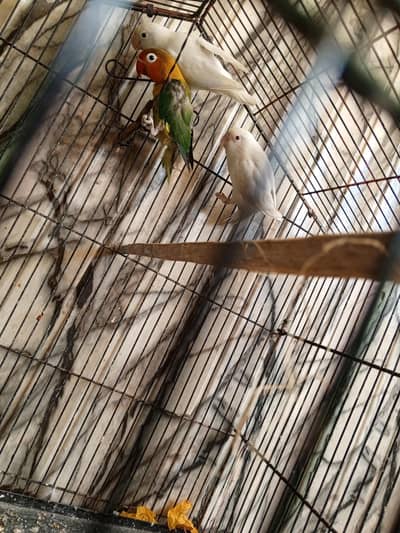 love bird 3 peace for sale 1 albino red eye 1 albino split eni 1 fishe