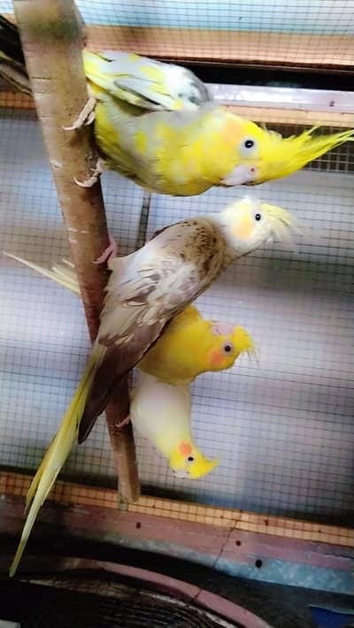 2 x pairs for sale with cage