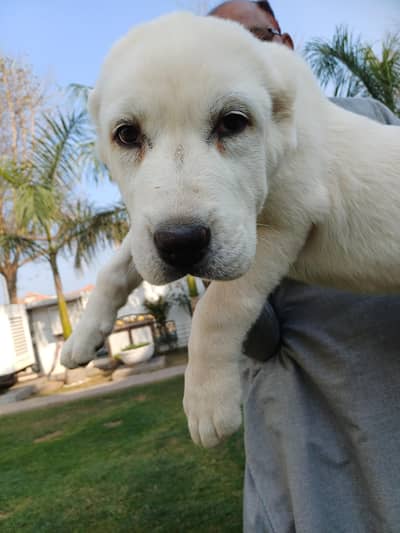 Central Asian Shepherd - For Sale