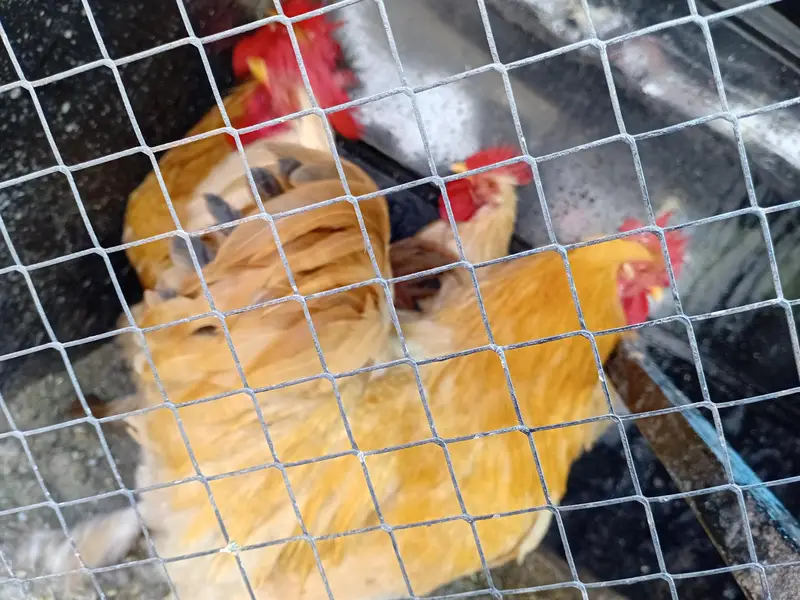 Golden Buff Heavy Breed — photo 2