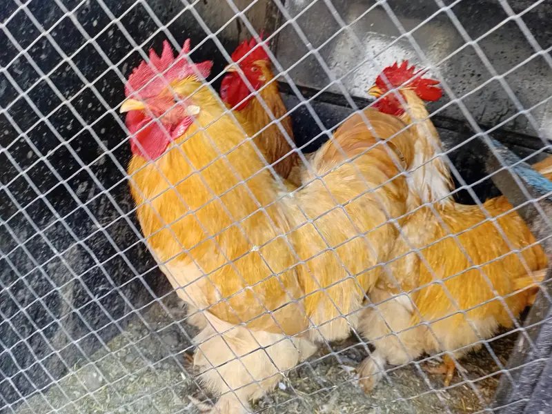 Golden Buff Heavy Breed — photo 3
