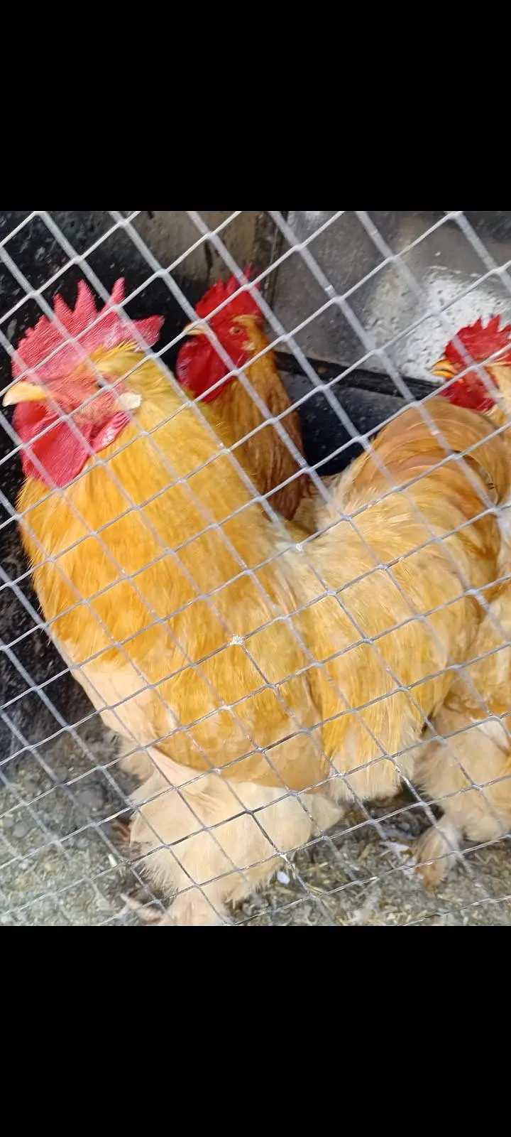 Golden Buff Heavy Breed — photo 4