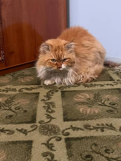 Triple Coated Persian