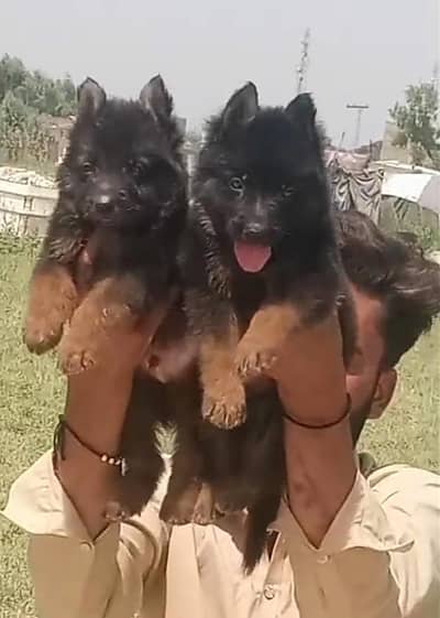 German Shepherd | Puppies | Dog | German Shepherd Pup | Double Coat