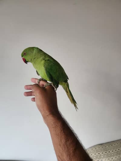 hand tame parrot