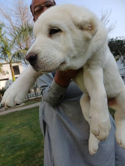 Central Asian Shepherd - For Sale