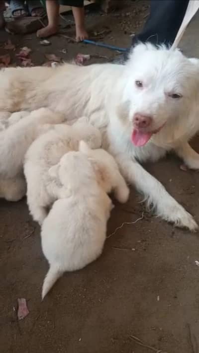 russian dog pupy avalibil