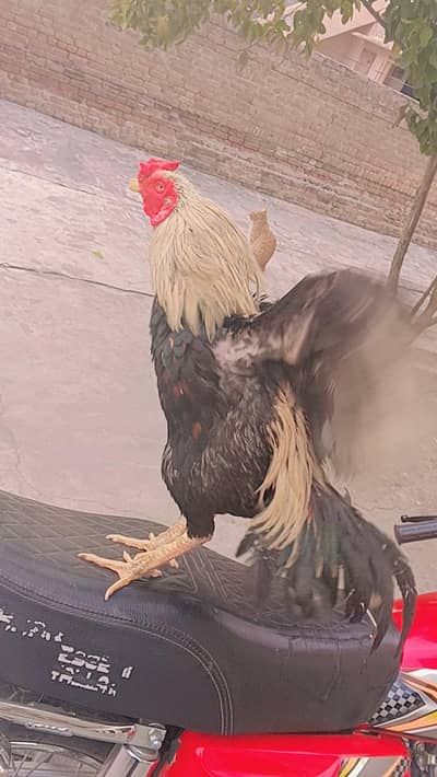 aseel murga breed or tiyar Karna ka Lia WhatsApp 03445078810