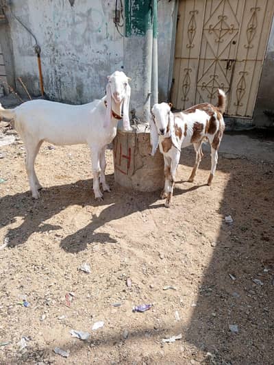 Eid ke liye heavy healthy bakra – Ghar ka pala hua – 160000 final