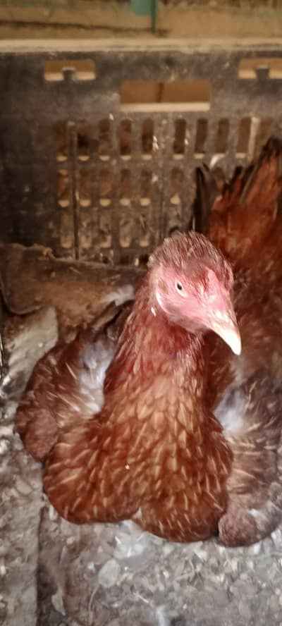 kurak asel murge pki kirk ha 2 dinsy kurak py bthe ha