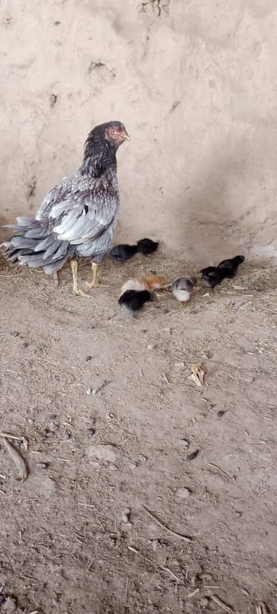 Aseel Chicks For Sale