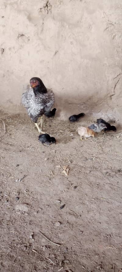 Aseel Chicks For Sale
