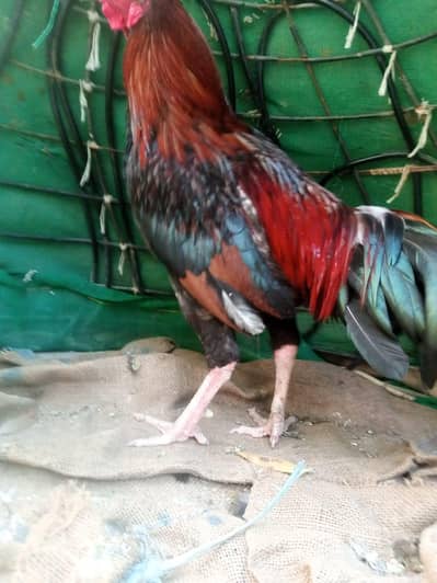 Aseel mianwali Murga