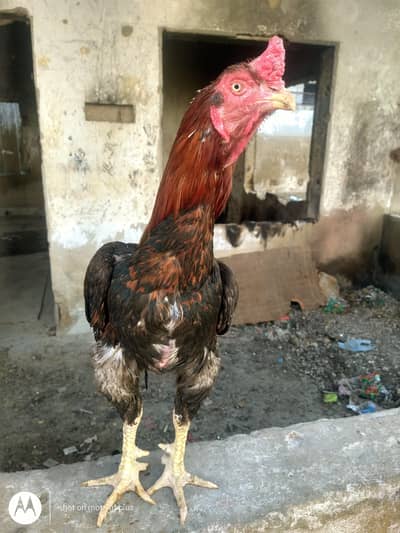 assel murga for sale / aseel hen