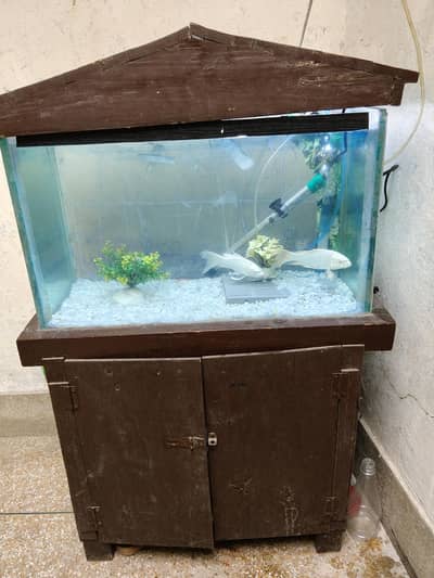Aquarium | Heater aquarium Setup