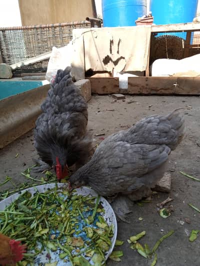 Blue Heavy Cochin Pair