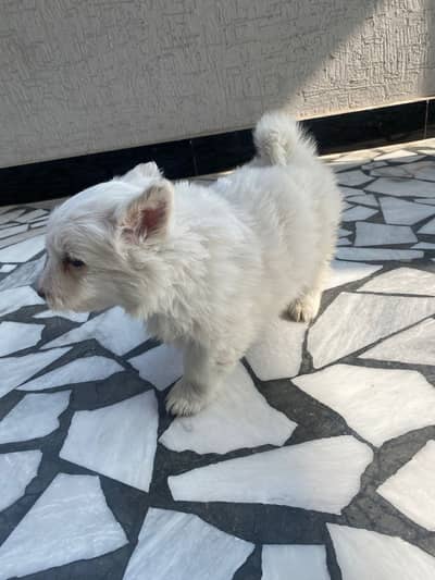 Russian Poodle Puppy