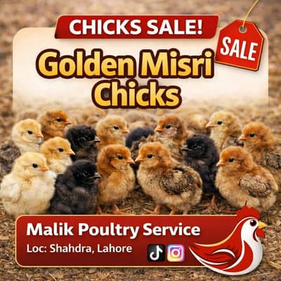 Golden Misri 15 day old chicks available A+ grade quality + Vaccinated