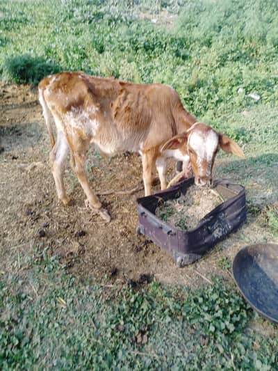 Wachi Wacha for sale