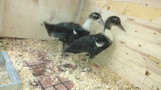 Duck  pair for sale