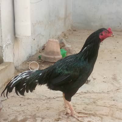 mushka aseel phatha for sale