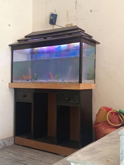 fish aquarium