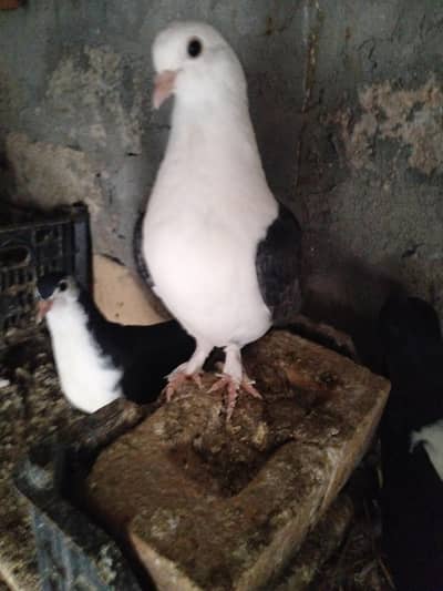 sharazi family for sale