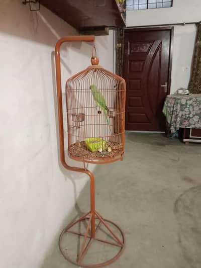 green parrot male .  . cage. hen. sale 03020414665