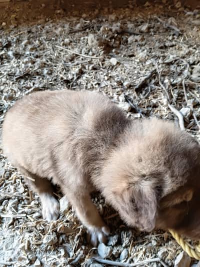 dog cute for selling