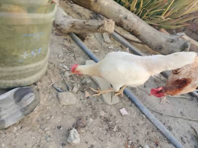 pure white desi murgi first time egg derhi ha 2 egg deay hain