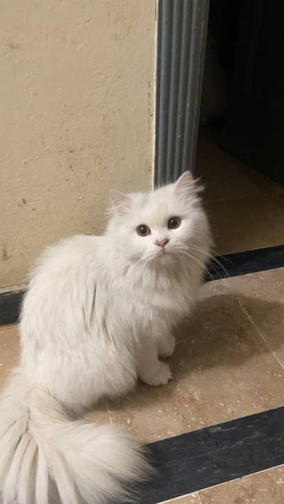 Female kitten Triple coated Golden eyed