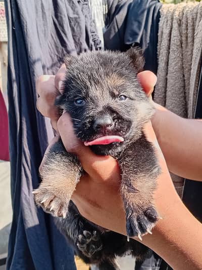 German Shepherd Puppies