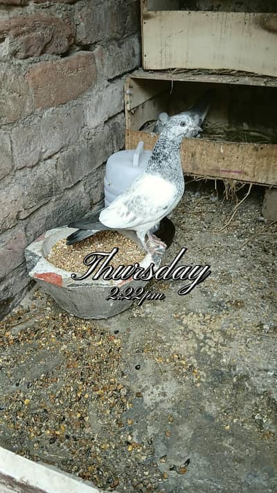 teddy bacha for sale