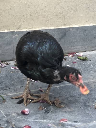 Aseel all age available