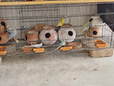 Australian budgies parrot