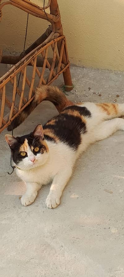 double coated Persian cat