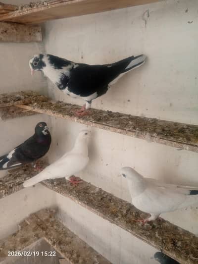 4 sherazi pigeons 2000