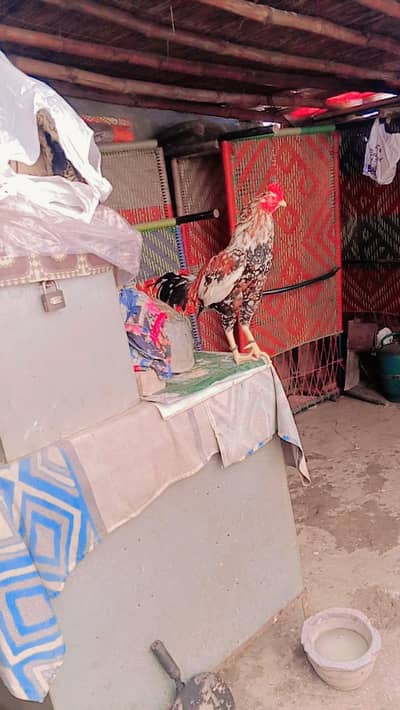 murga bouhat payra ha urgent sale karnna ha bilkul low price ma jaldi