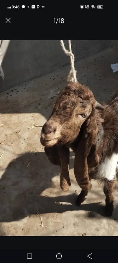 Very Strong Bakra Available!