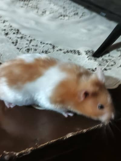 Fully tamed hamster