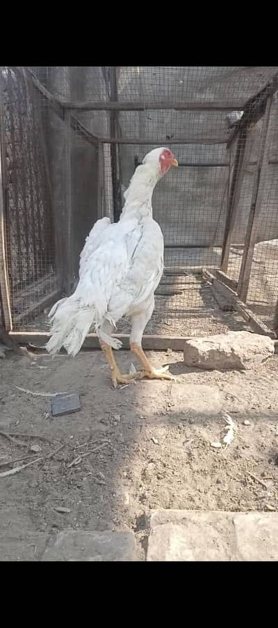 king size white shamo breader female