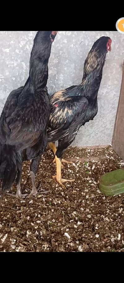 Desi Misri/ Thai Pair and Shamo Chicks